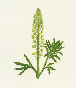 Wild Mignonette by English School
